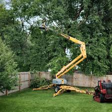 Best Hazardous Tree Removal  in Plum Grove, TX
