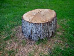 Best Emergency Tree Removal  in Plum Grove, TX