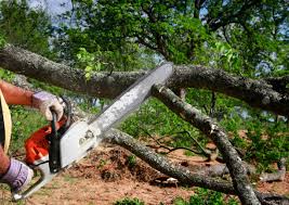 Plum Grove, TX Tree Services Company