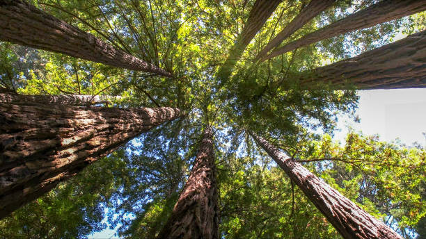 Best Commercial Tree Services  in Plum Grove, TX