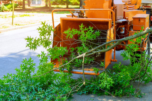 Best Tree Disease Treatment  in Plum Grove, TX