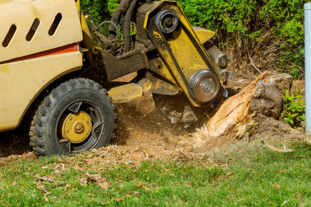 Best Lawn Mowing  in Plum Grove, TX