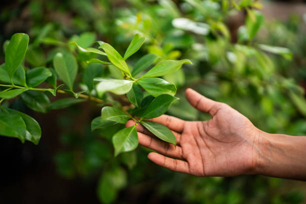Plum Grove, TX Tree Services Company